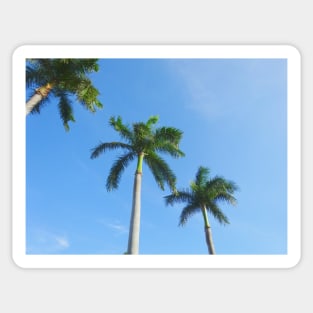 Palm tree in Florida Sticker